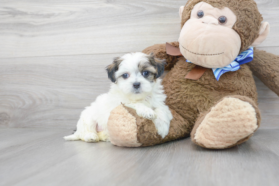 Friendly Teddy Bear Baby