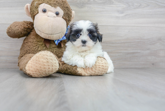 Teddy Bear Pup Being Cute