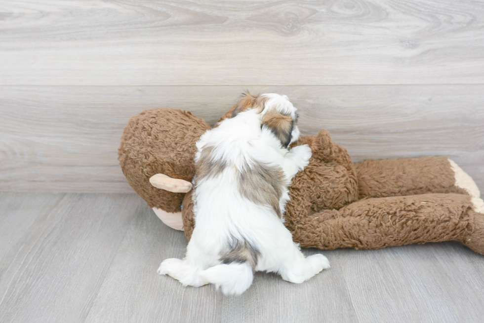 Funny Teddy Bear Designer Pup