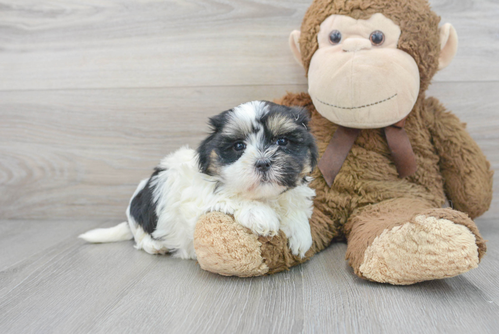 Teddy Bear Pup Being Cute