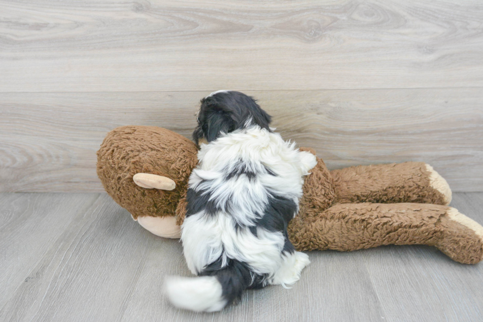 Friendly Teddy Bear Baby