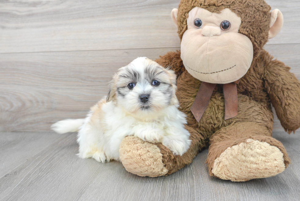 Teddy Bear Pup Being Cute