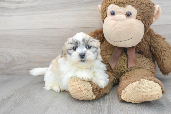 Teddy Bear Pup Being Cute