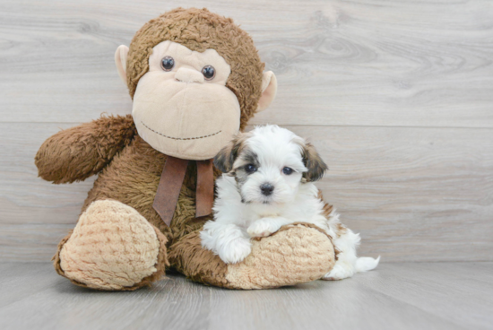 Teddy Bear Pup Being Cute