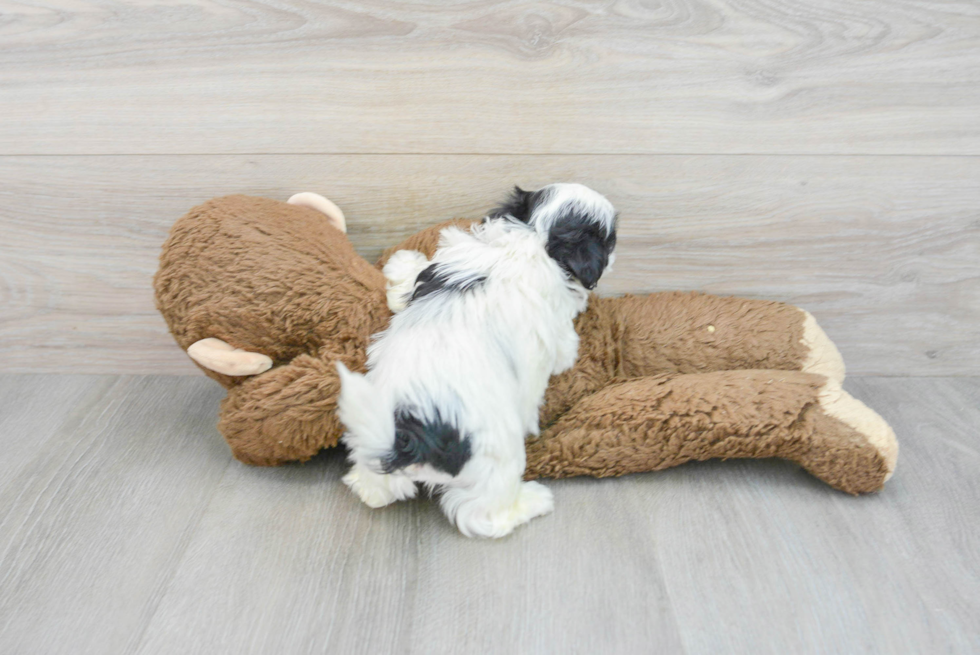 Teddy Bear Puppy for Adoption