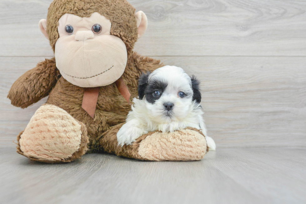 Friendly Teddy Bear Baby
