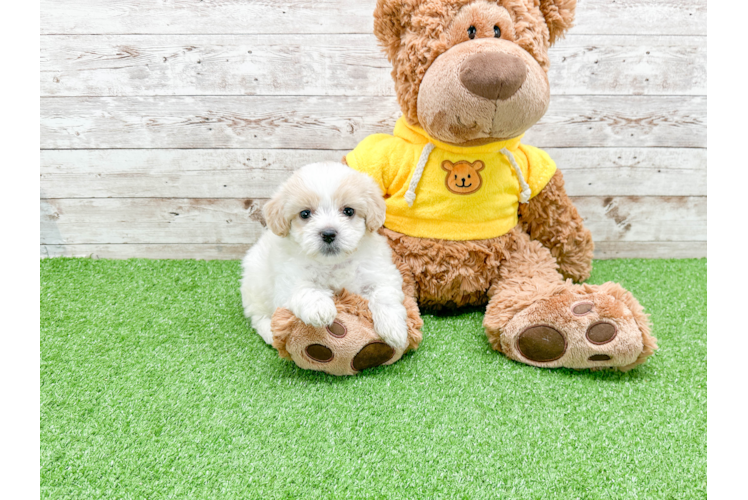 Smart Teddy Bear Designer Pup