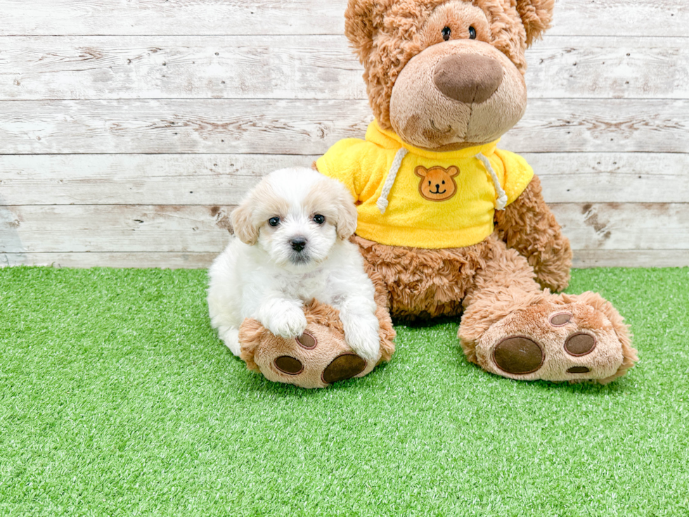 Smart Teddy Bear Designer Pup