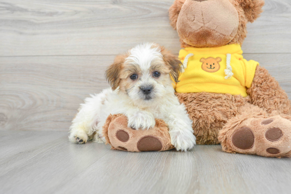 Teddy Bear Puppy for Adoption