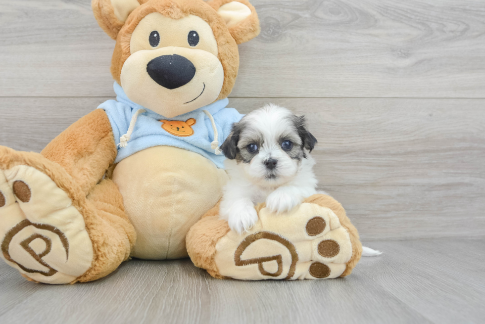 Petite Teddy Bear Designer Pup