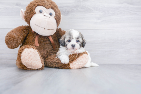 Teddy Bear Pup Being Cute