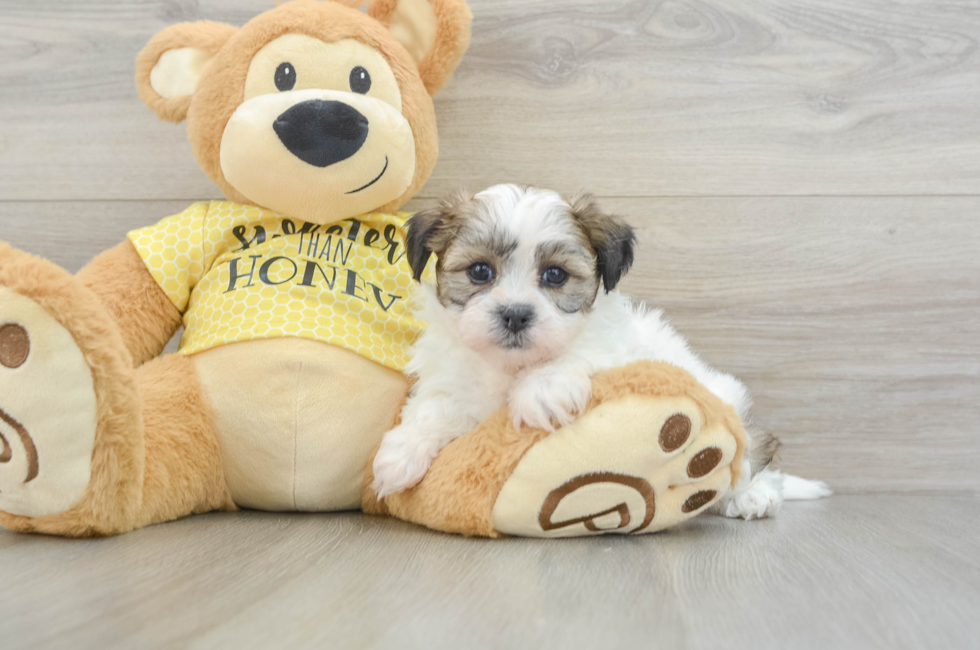 6 week old Teddy Bear Puppy For Sale - Premier Pups