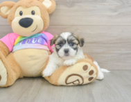 7 week old Teddy Bear Puppy For Sale - Premier Pups