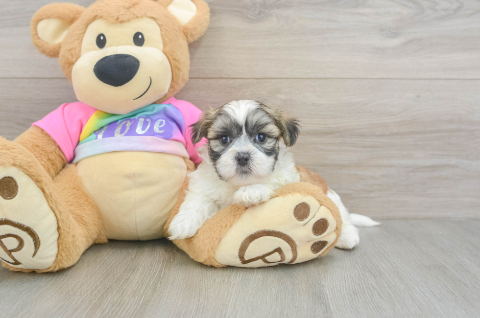 5 week old Teddy Bear Puppy For Sale - Premier Pups