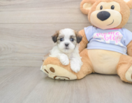 8 week old Teddy Bear Puppy For Sale - Premier Pups