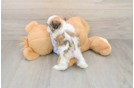 Best Teddy Bear Baby