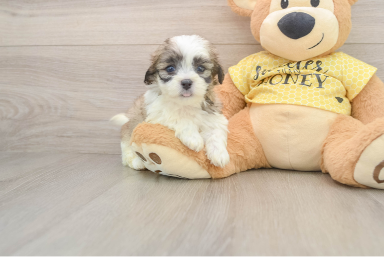 Little Shitzu Designer Puppy