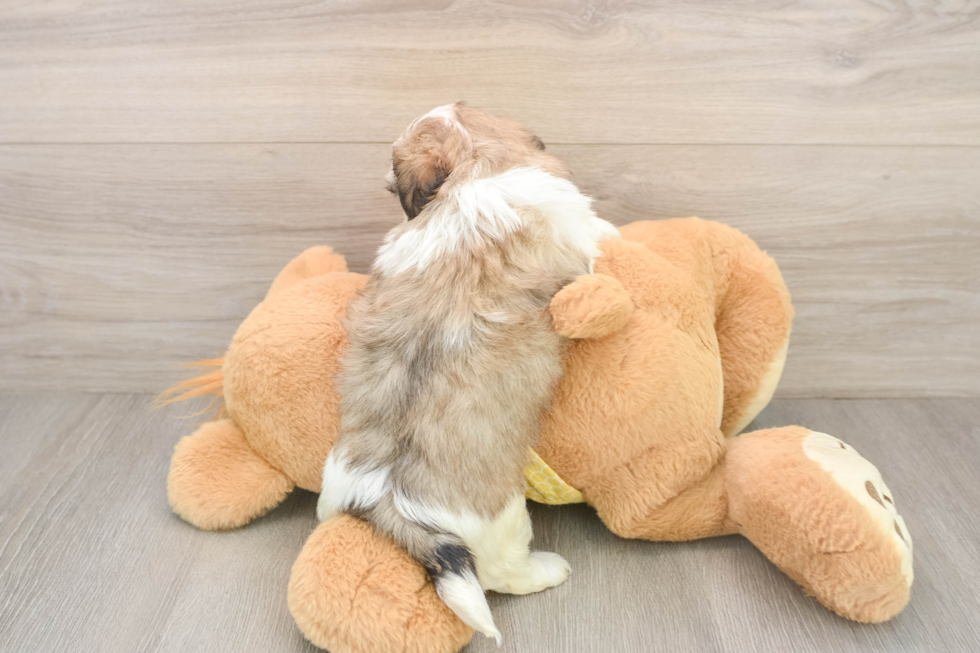 Teddy Bear Puppy for Adoption