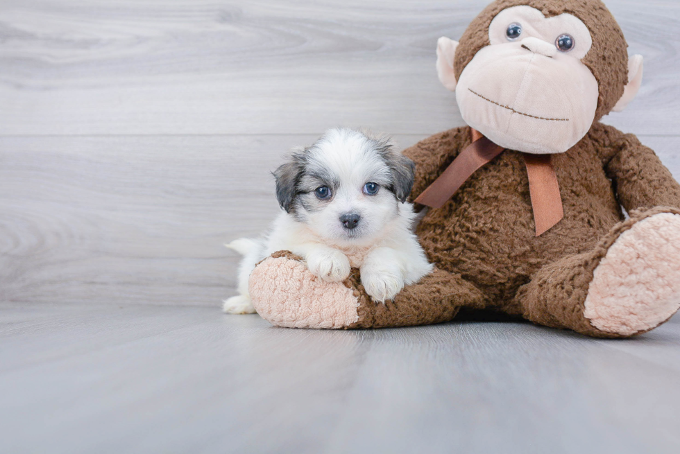 Teddy Bear Pup Being Cute