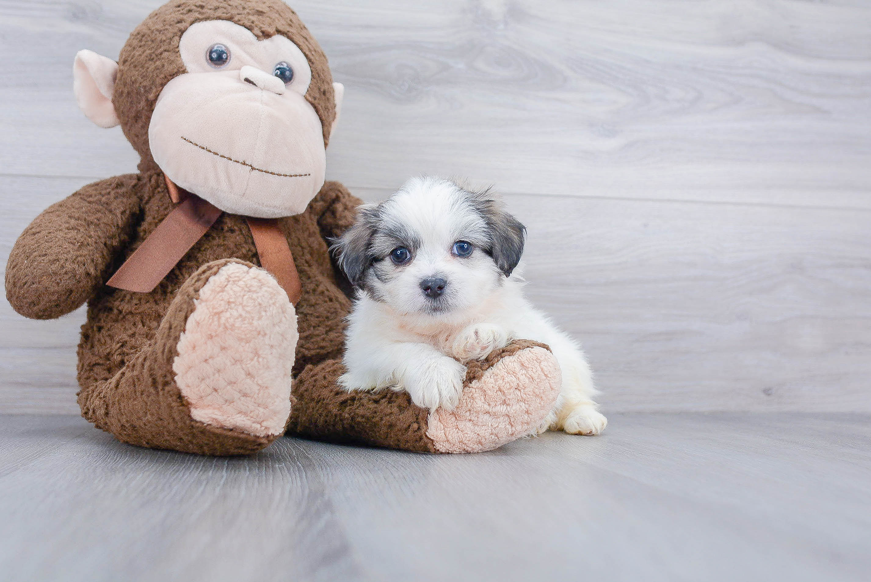 Friendly Teddy Bear Baby