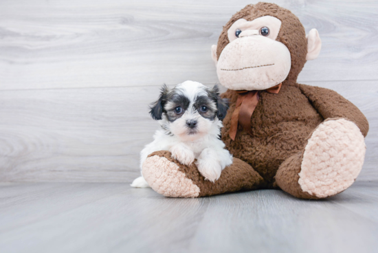 Teddy Bear Pup Being Cute