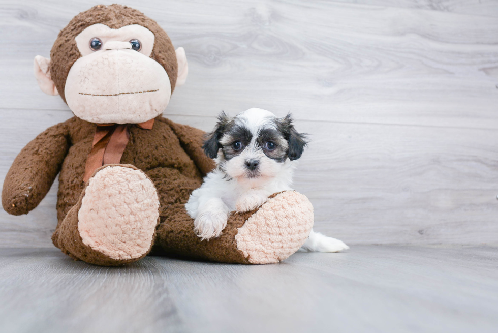 Little Shichon Designer Puppy