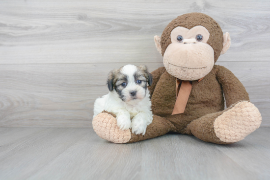 Teddy Bear Pup Being Cute