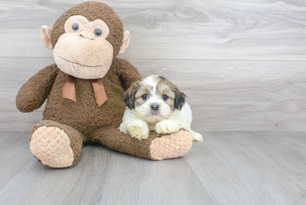 Energetic Shichon Designer Puppy