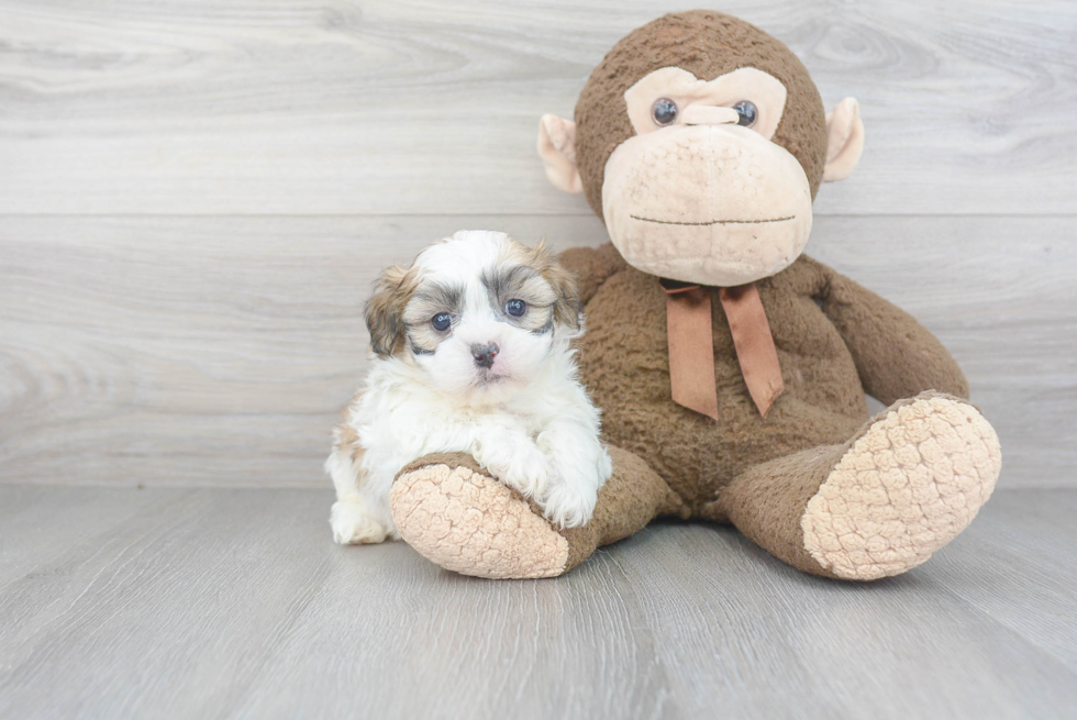 Fluffy Teddy Bear Designer Pup