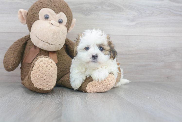 Friendly Teddy Bear Baby