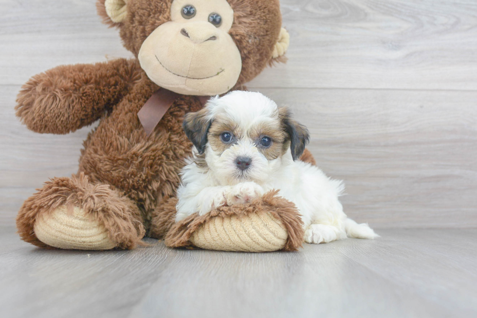 Energetic Shichon Designer Puppy