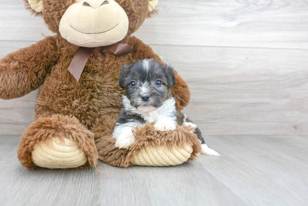 Friendly Teddy Bear Baby