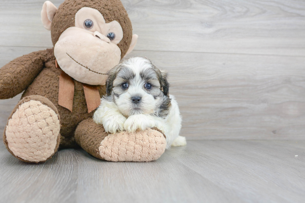 Teddy Bear Puppy for Adoption