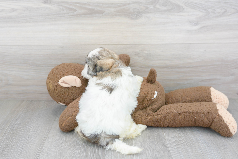 Teddy Bear Puppy for Adoption