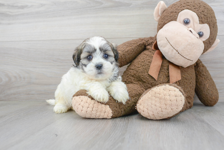 Best Teddy Bear Baby