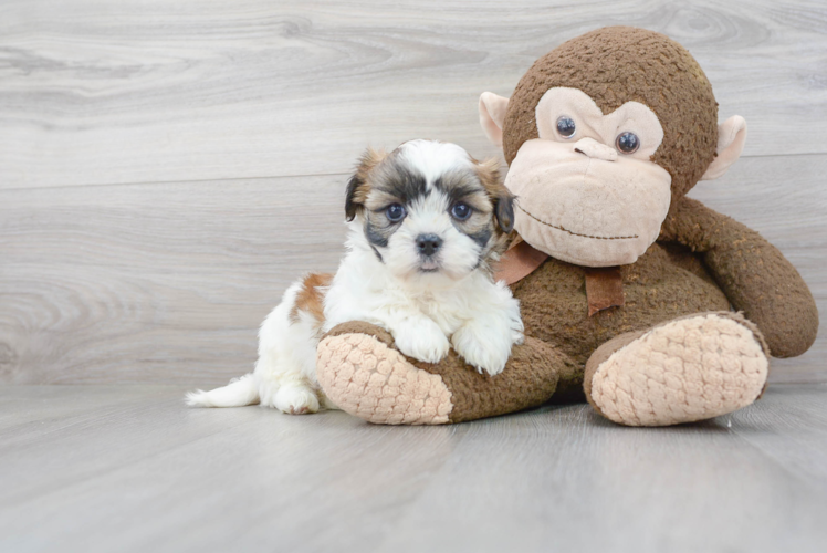 Teddy Bear Pup Being Cute