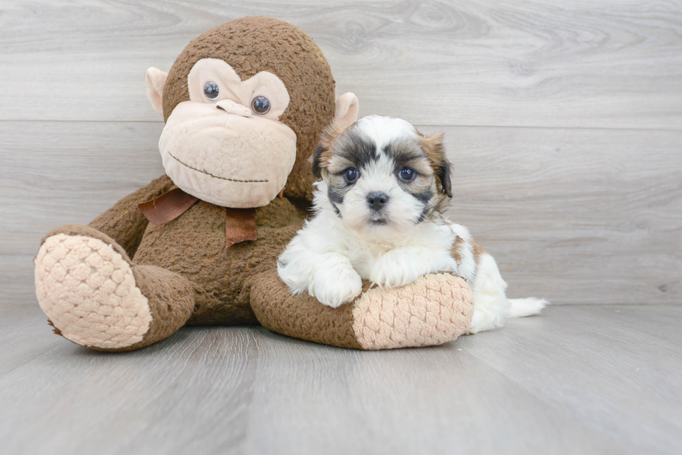 Teddy Bear Pup Being Cute