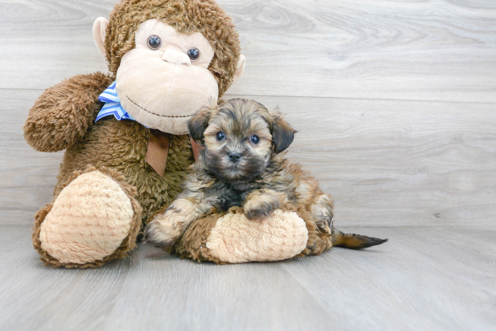 Teddy Bear Pup Being Cute