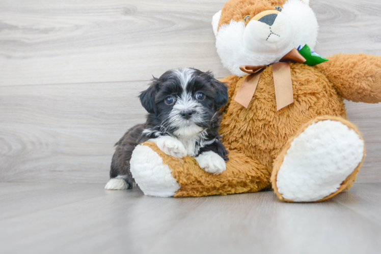 Teddy Bear Puppy for Adoption