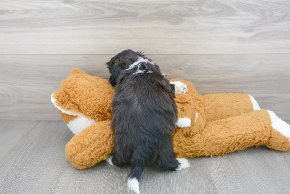 Friendly Teddy Bear Baby