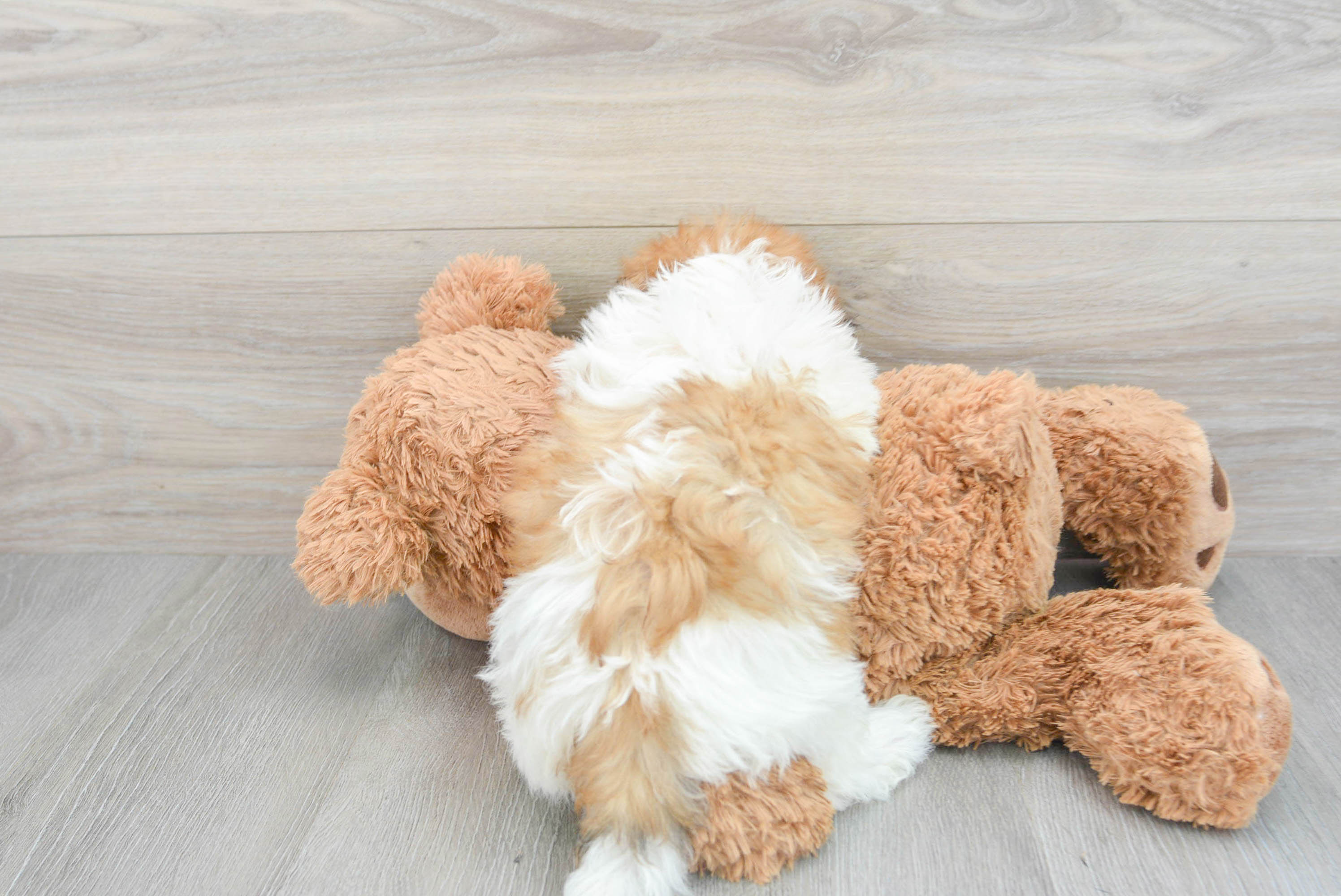 Small Teddy Bear Alexis: 3lb 10oz Designer Puppy
