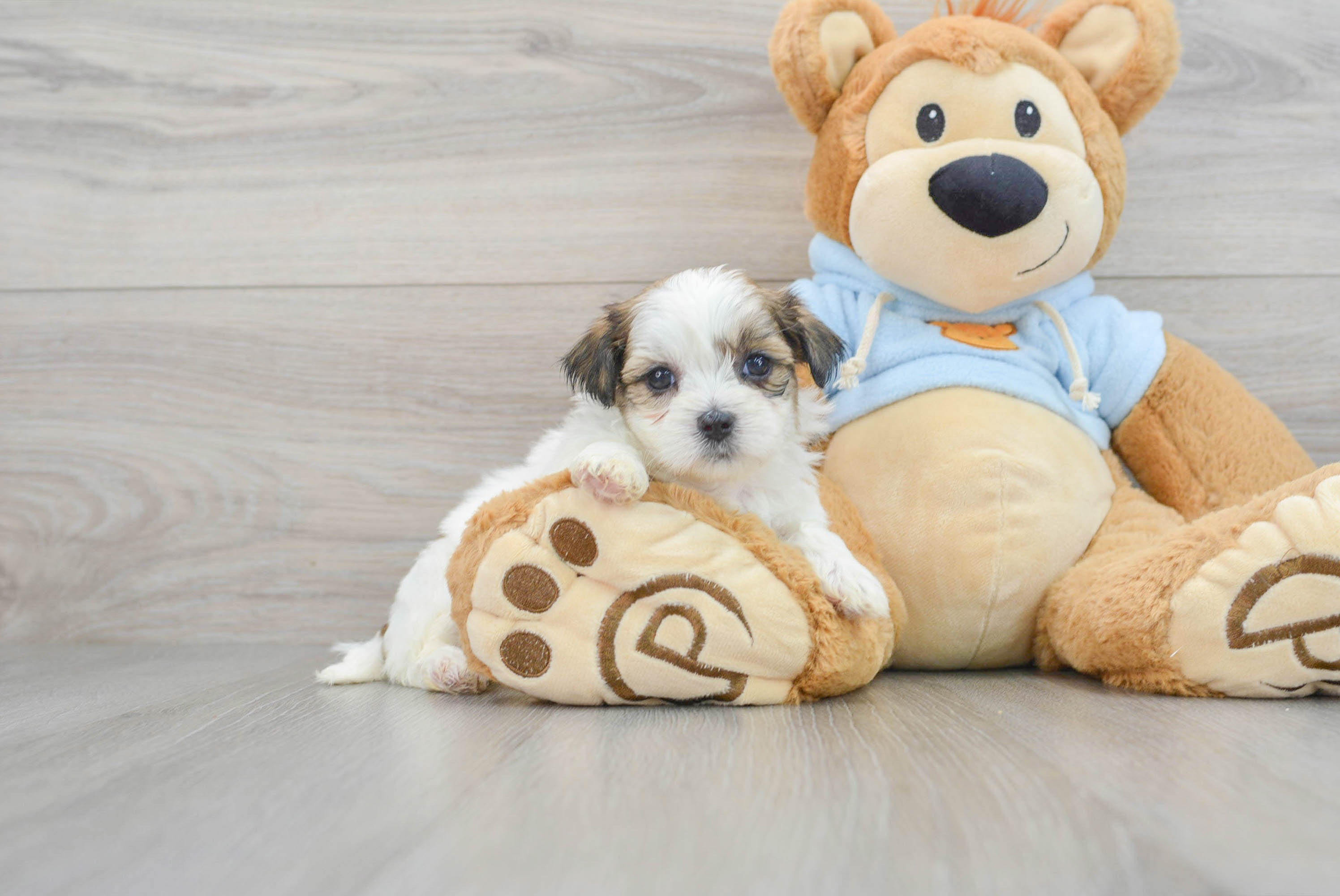 Best Teddy Bear Baby