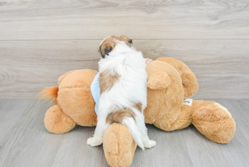 Meet Alexis - our Teddy Bear Puppy Photo 2/3 - Premier Pups