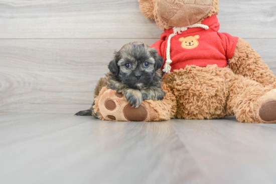 Teddy Bear Puppy for Adoption