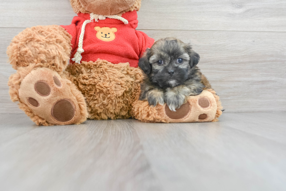 Best Teddy Bear Baby