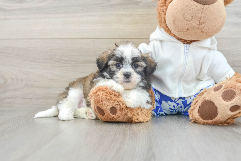 Teddy Bear Pup Being Cute