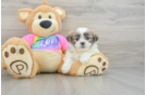 Hypoallergenic Shi Chon Designer Puppy