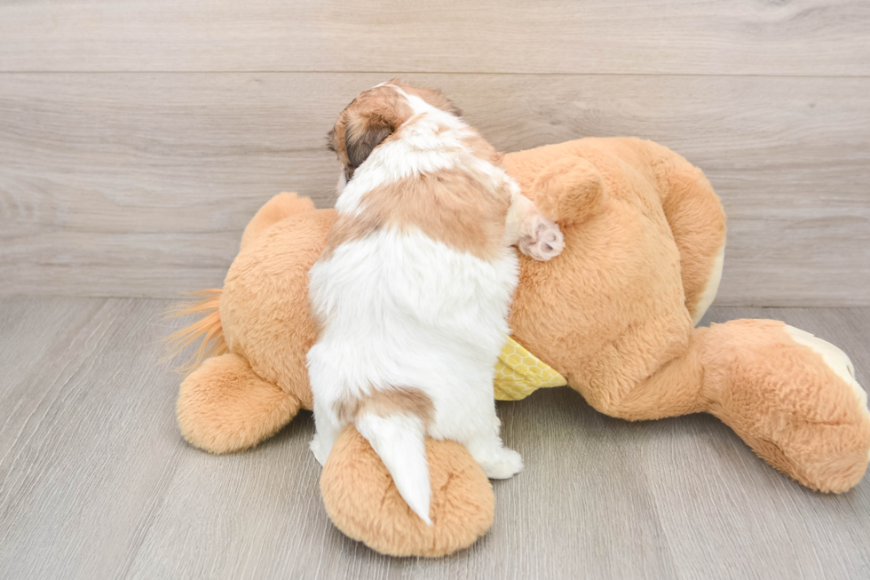 Teddy Bear Puppy for Adoption