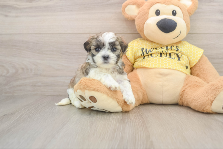 Smart Teddy Bear Designer Pup