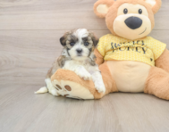 8 week old Teddy Bear Puppy For Sale - Premier Pups